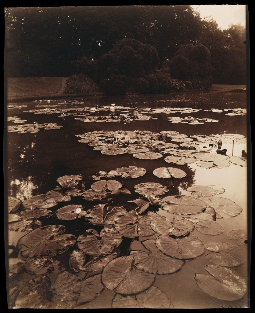 Eugène Atget:[Water Lilies],16x12"(A3)Poster