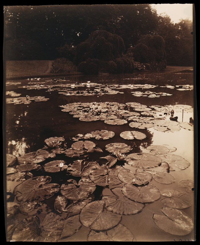 Eugène Atget:[Water Lilies],16x12