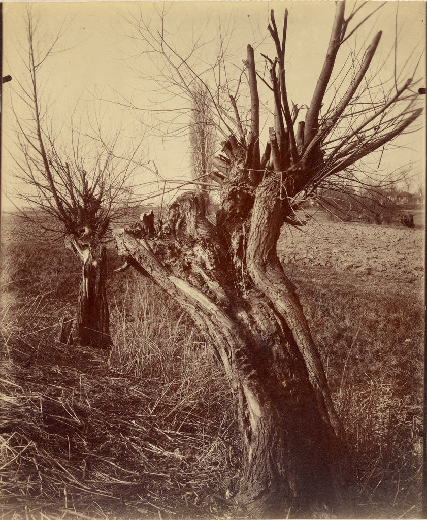 Eugène Atget:[Saules (Willows)],16x12"(A3)Poster