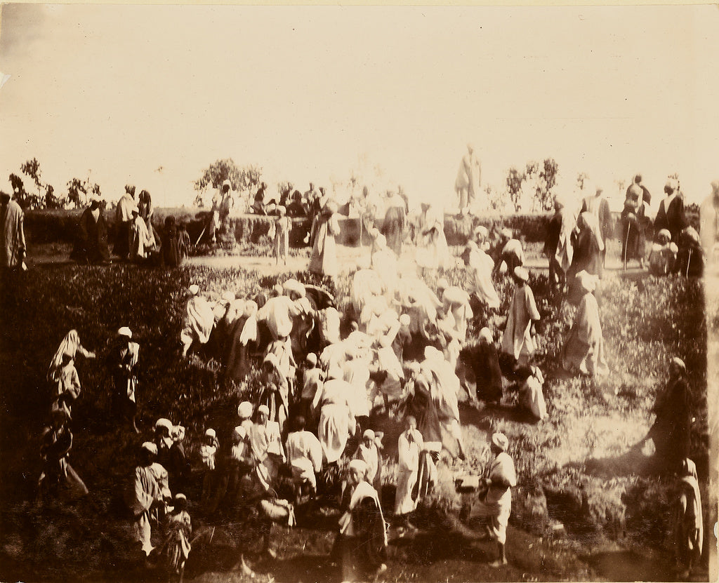 Unknown:[Crowd of people on hillside], Poster Print Wall Art