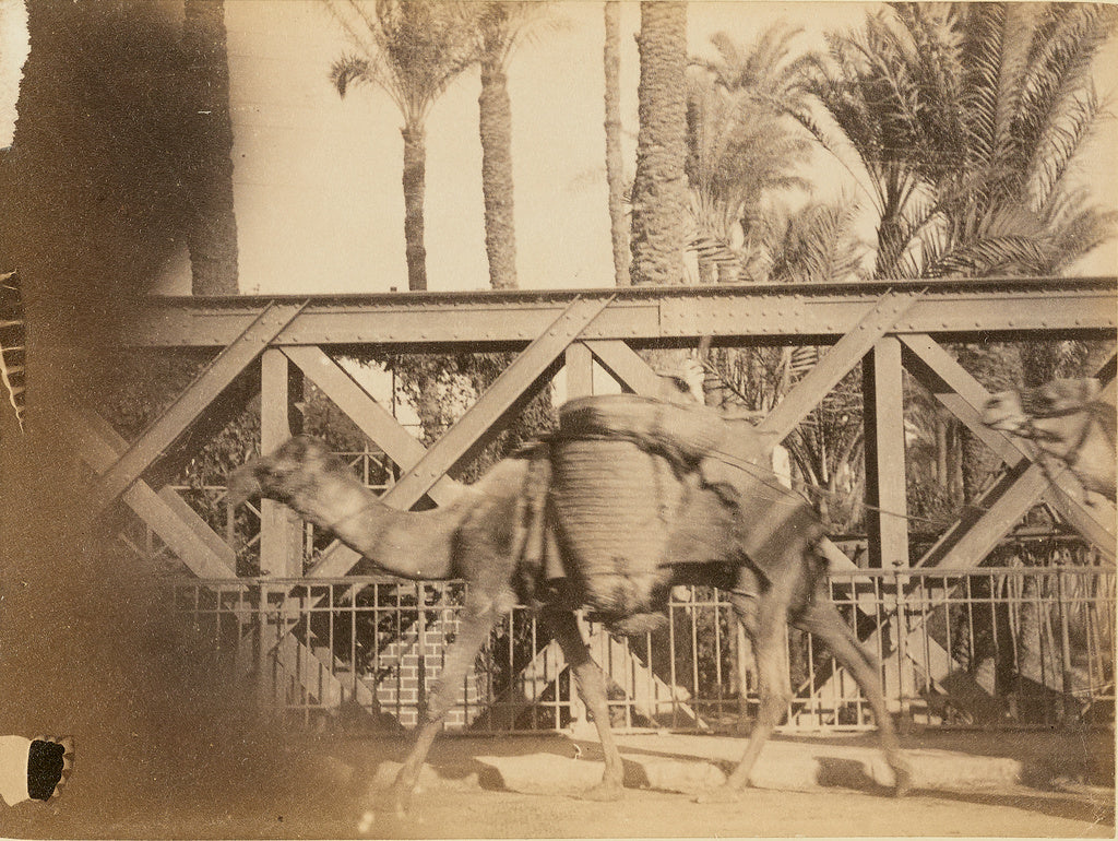 Unknown:[Camels], Poster Print Wall Art
