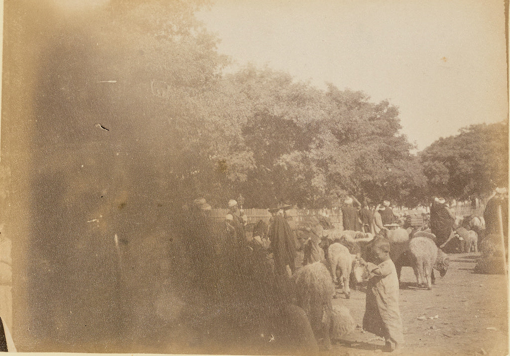 Unknown:[People and livestock], Poster Print Wall Art