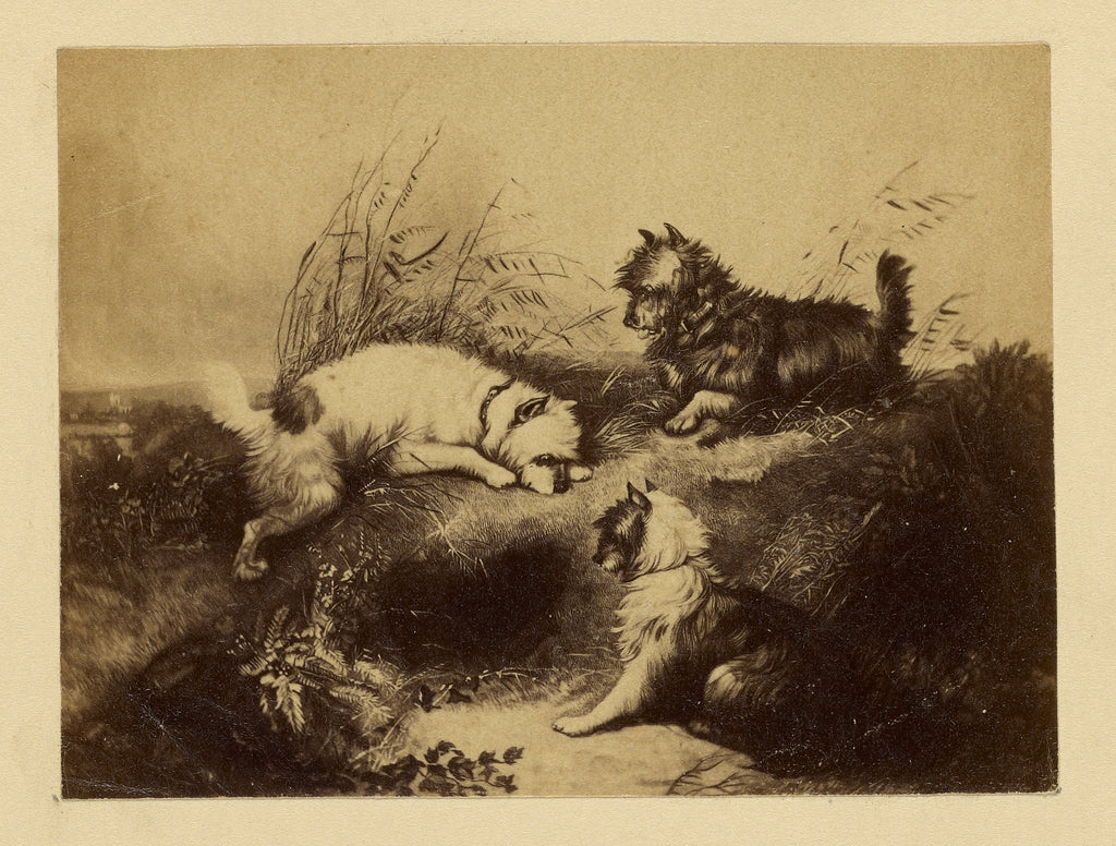 Unknown:[Painting of dogs by Charles Tomkins], Poster Print Wall Art