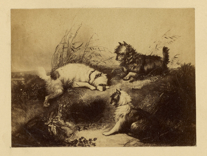 Unknown:[Painting of dogs by Charles Tomkins],16x12