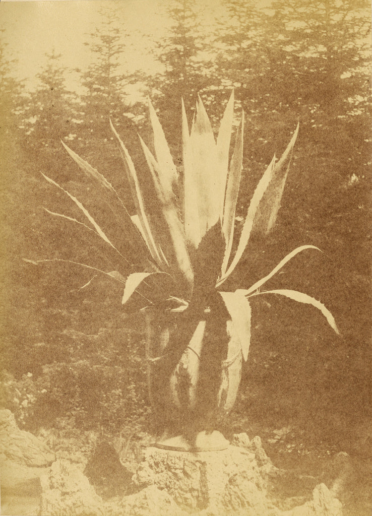 Unknown:[Potted plant], Poster Print Wall Art