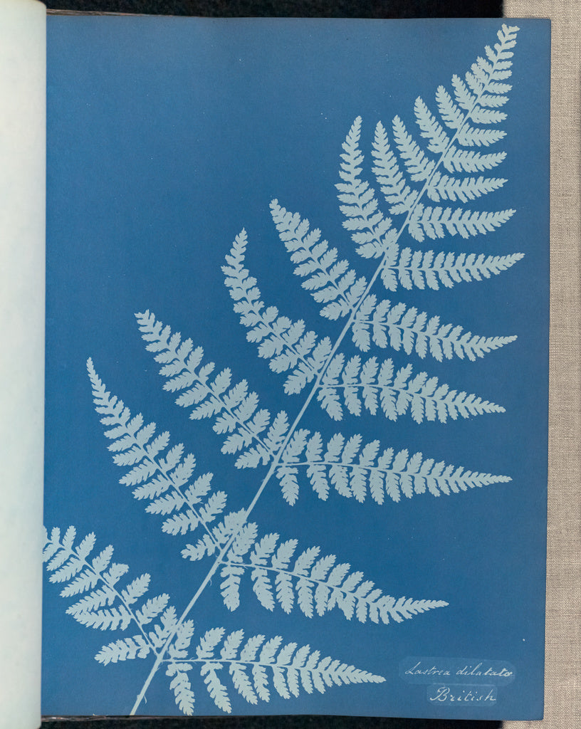 Anna Atkins:Lastrea dilatato, British,16x12"(A3)Poster