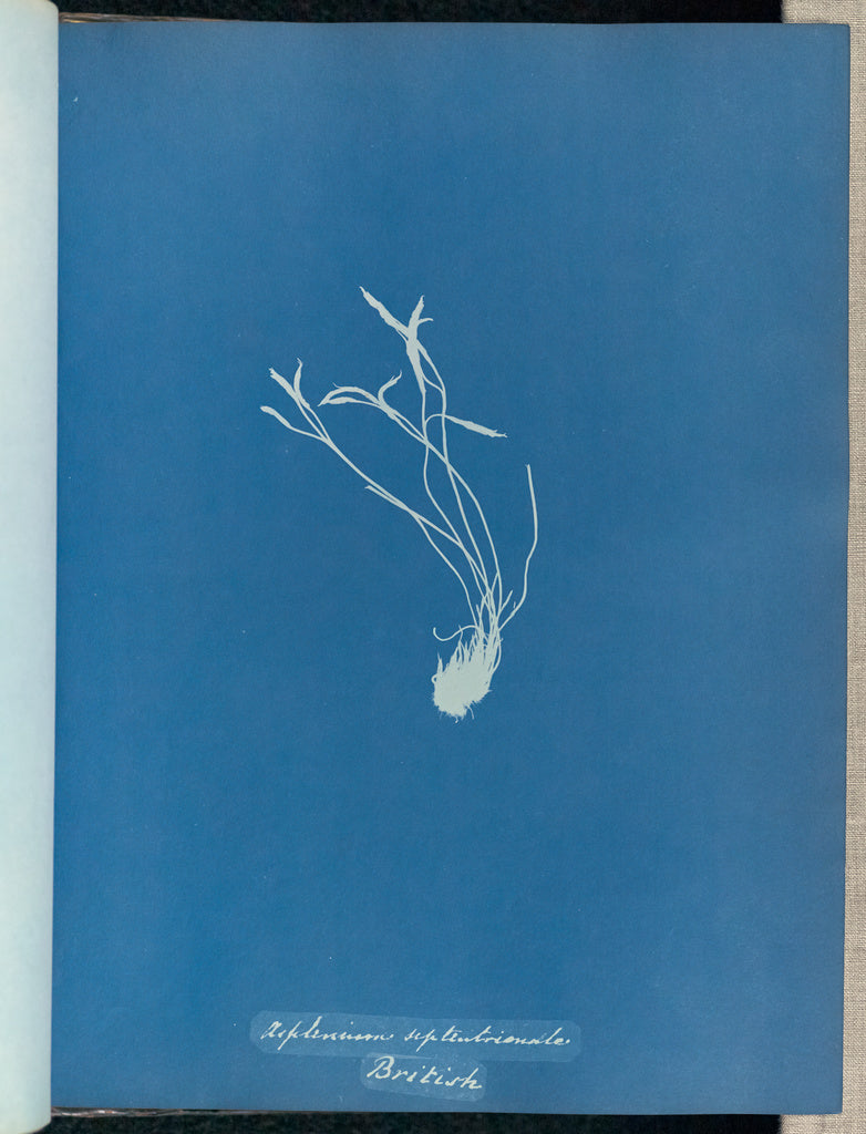 Anna Atkins:Asplenium septentrionale, British,16x12"(A3)Poster