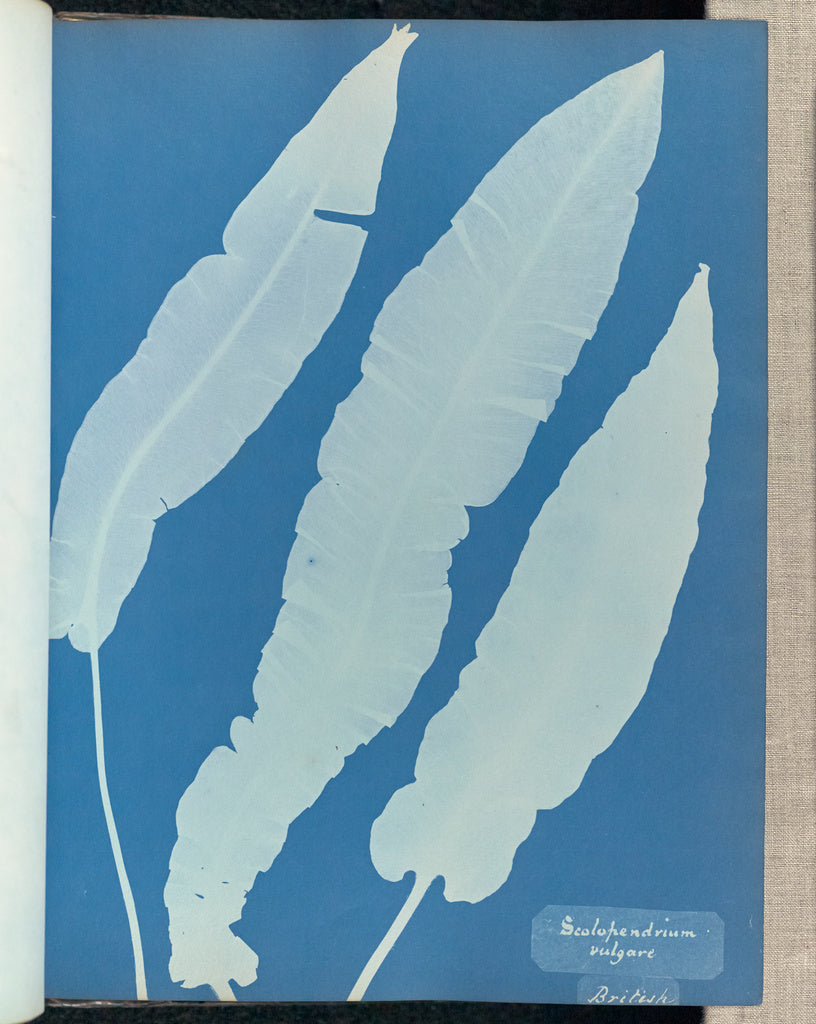 Anna Atkins:Scolopendrium vulgare, British,16x12"(A3)Poster