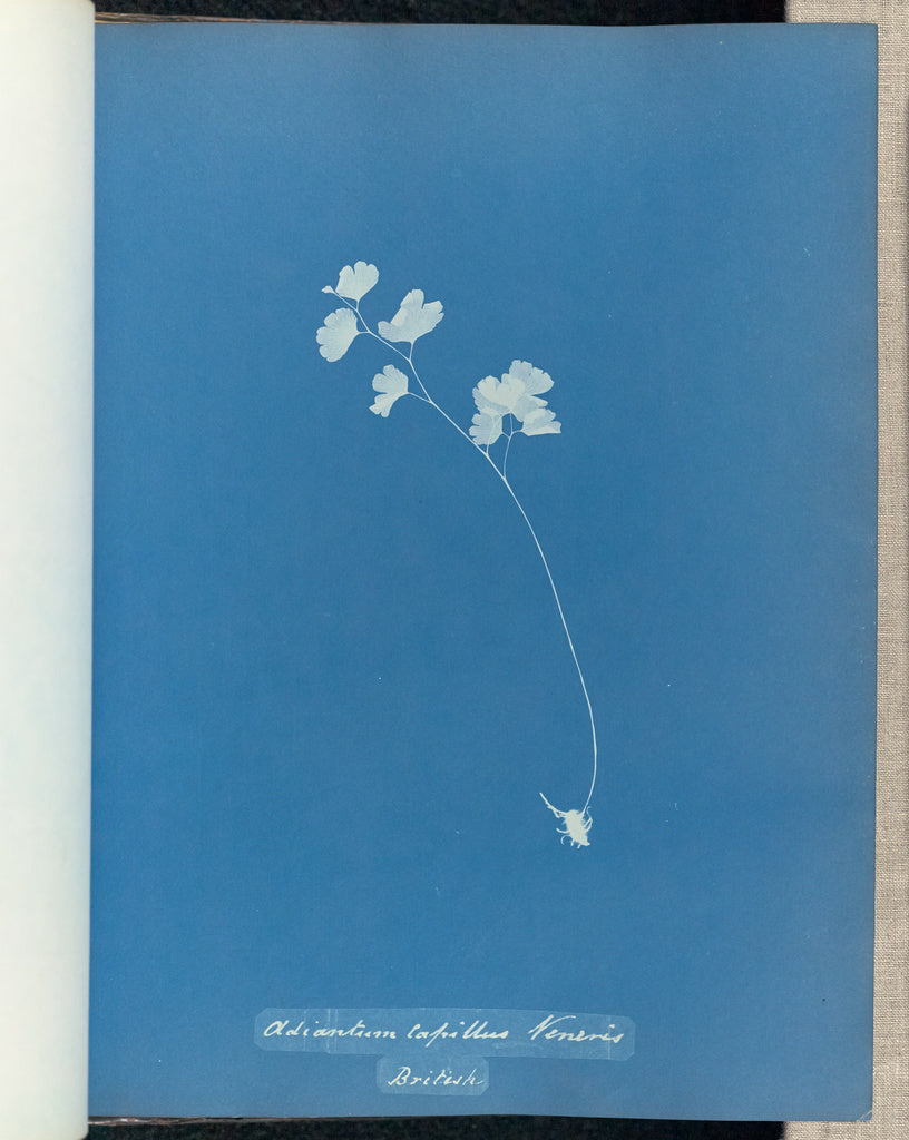 Anna Atkins:Adiantum capillus veneris, British,16x12"(A3)Poster