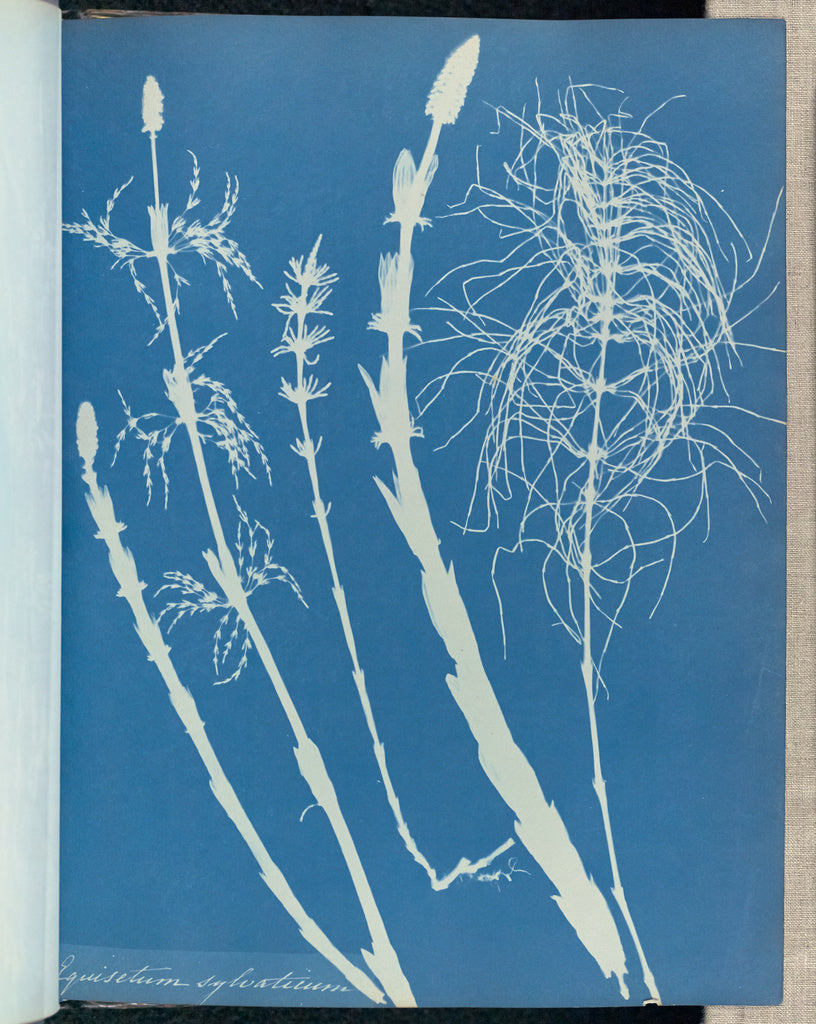 Anna Atkins:Equisetum sylvaticum,16x12"(A3)Poster