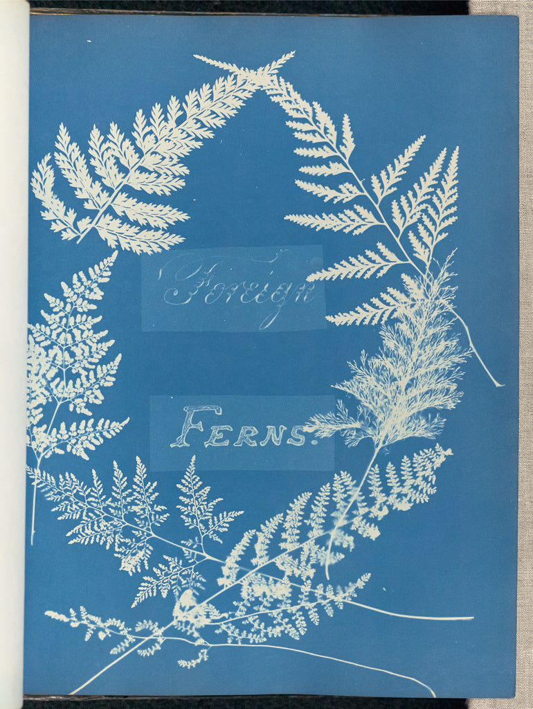 Anna Atkins:Foreign Ferns.,16x12"(A3)Poster