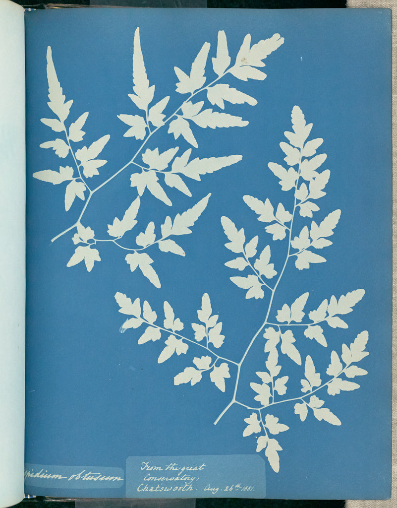 Anna Atkins:Aspidium obtusium,16x12"(A3)Poster