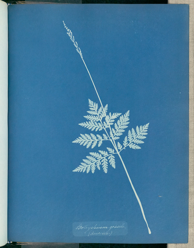 Anna Atkins:Botrychium gracile, America,16x12"(A3)Poster