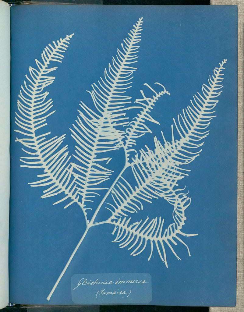 Anna Atkins:Gleichenia immersa, Jamaica,16x12"(A3)Poster