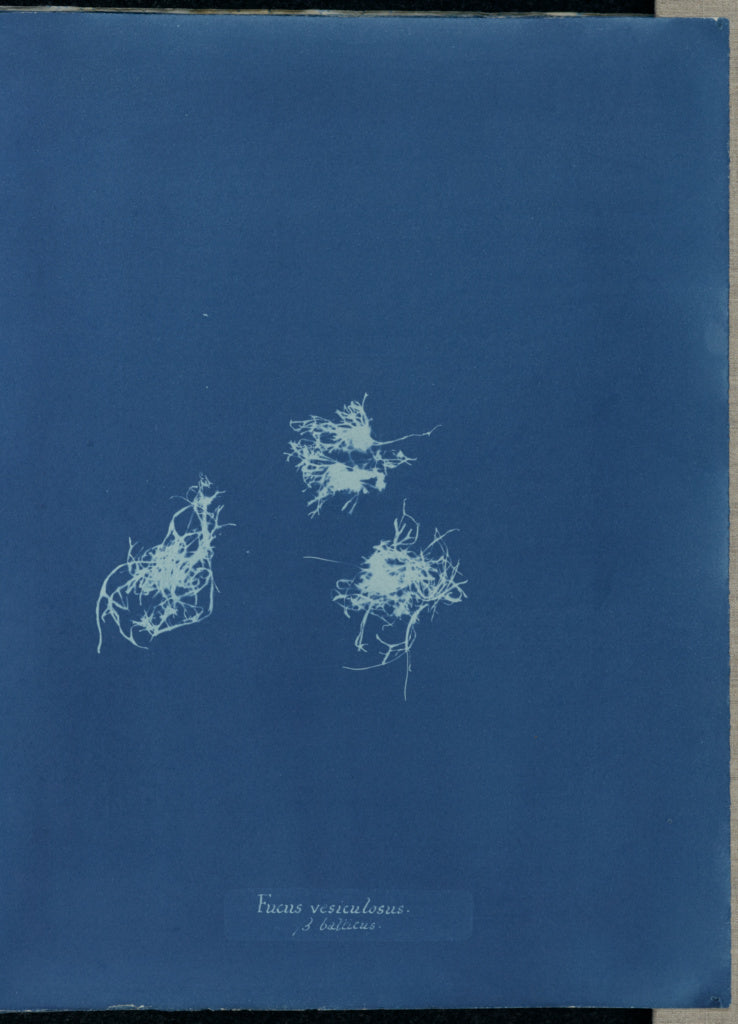 Anna Atkins:Fucus vesiculosus & balticus.,16x12"(A3)Poster