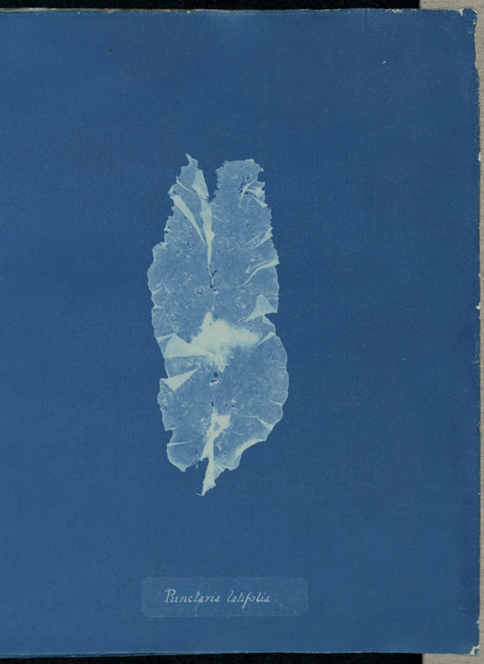 Anna Atkins:Punctaria latifolia,16x12"(A3)Poster