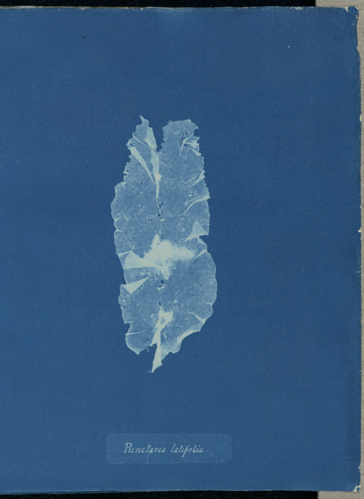 Anna Atkins:Punctaria latifolia,16x12"(A3)Poster