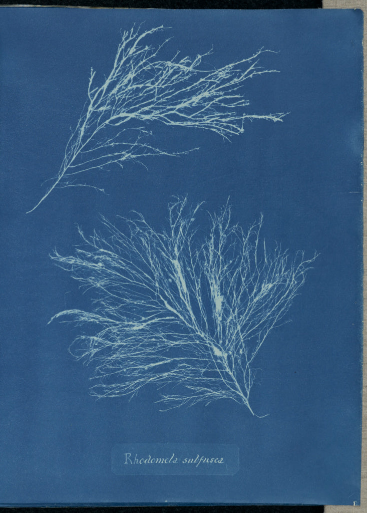 Anna Atkins:Rhodomela subfusca.,16x12"(A3)Poster