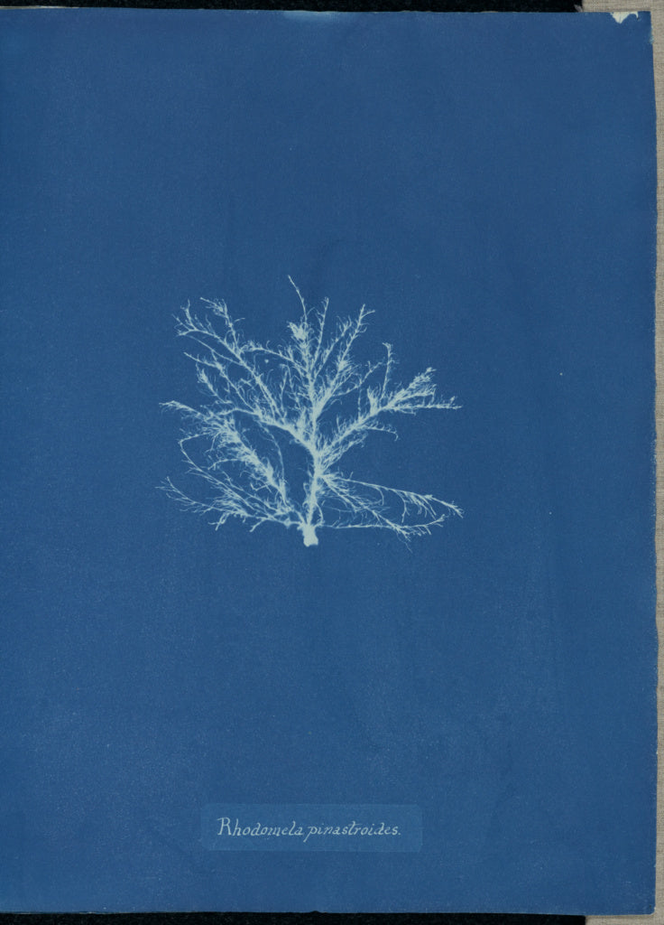 Anna Atkins:Rhodomela pinastroides.,16x12"(A3)Poster