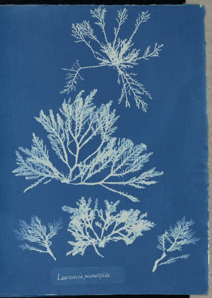 Anna Atkins:Laurencia pinnatifida.,16x12"(A3)Poster