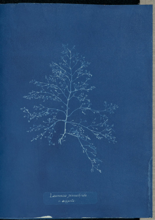 Anna Atkins:Laurencia pinnatifida v. angusta.,16x12"(A3)Poster