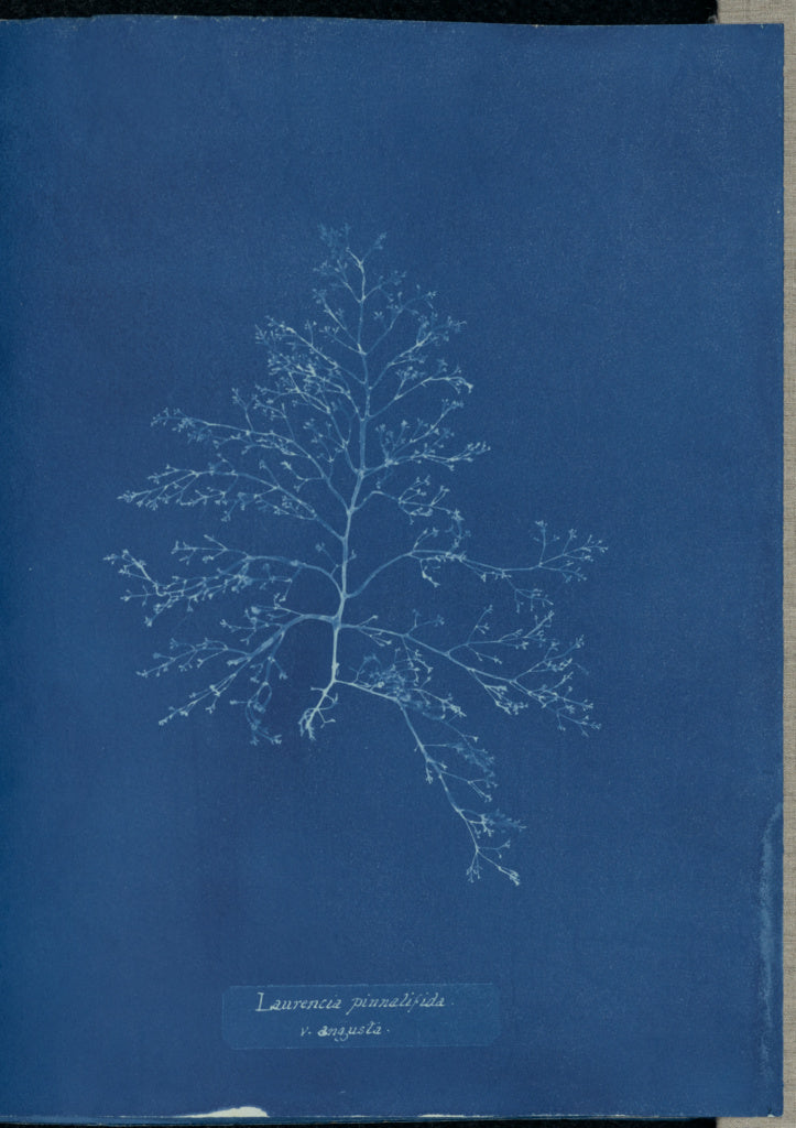 Anna Atkins:Laurencia pinnatifida v. angusta.,16x12"(A3)Poster