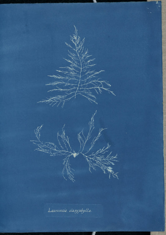 Anna Atkins:Laurencia dasyphylla.,16x12"(A3)Poster
