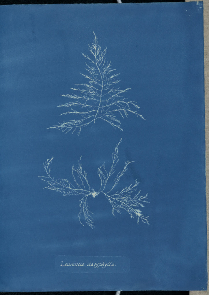 Anna Atkins:Laurencia dasyphylla.,16x12"(A3)Poster