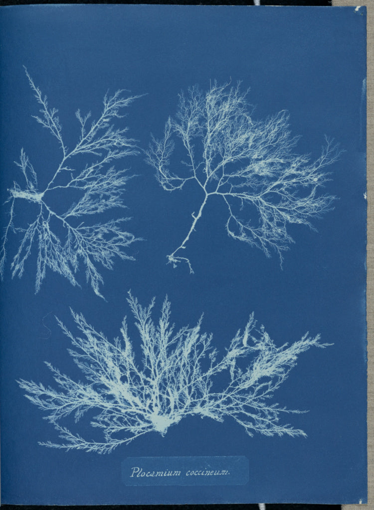 Anna Atkins:Plocamium coccineum.,16x12"(A3)Poster