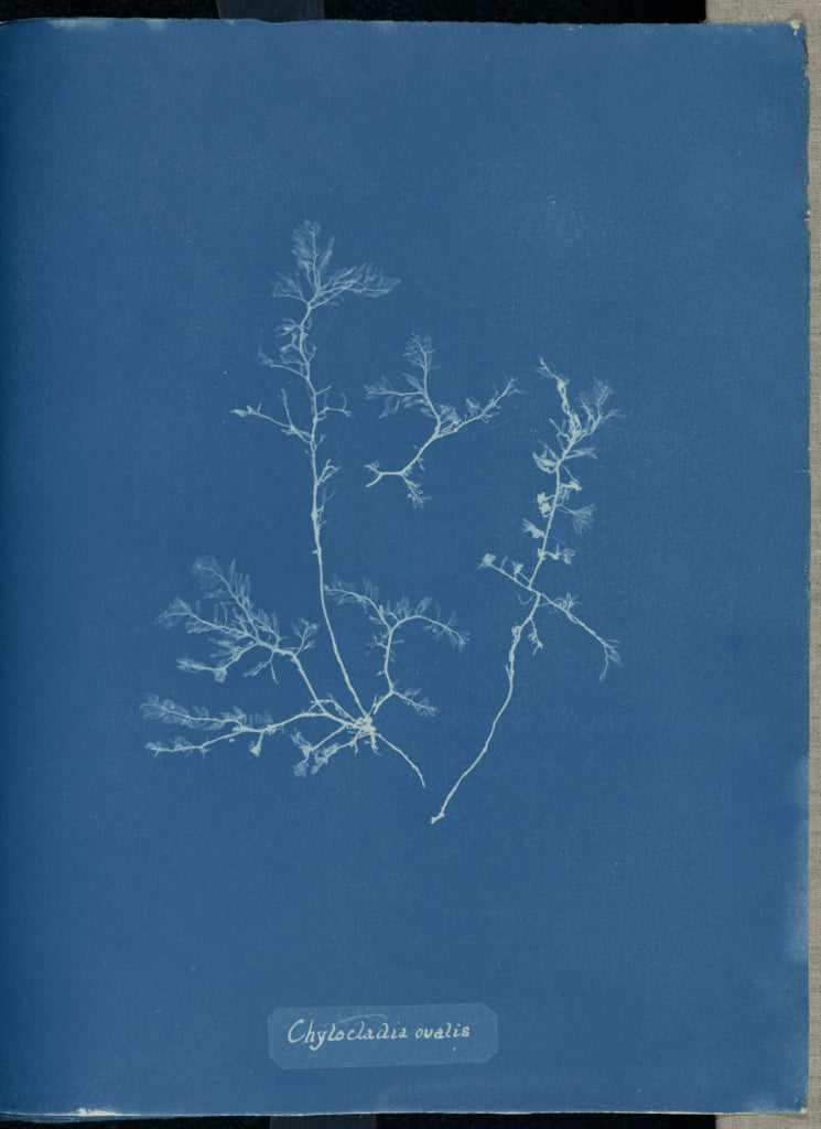 Anna Atkins:Chylocladia ovalis.,16x12"(A3)Poster