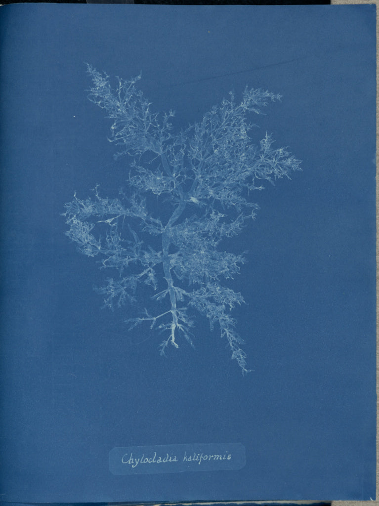 Anna Atkins:Chylocladia kaliformis.,16x12"(A3)Poster