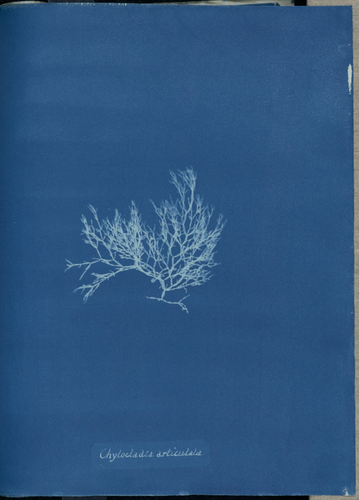 Anna Atkins:Chylocladia articulata.,16x12"(A3)Poster