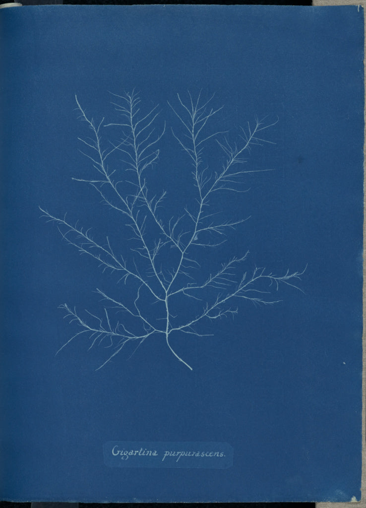 Anna Atkins:Giogartina purpurascens.,16x12"(A3)Poster