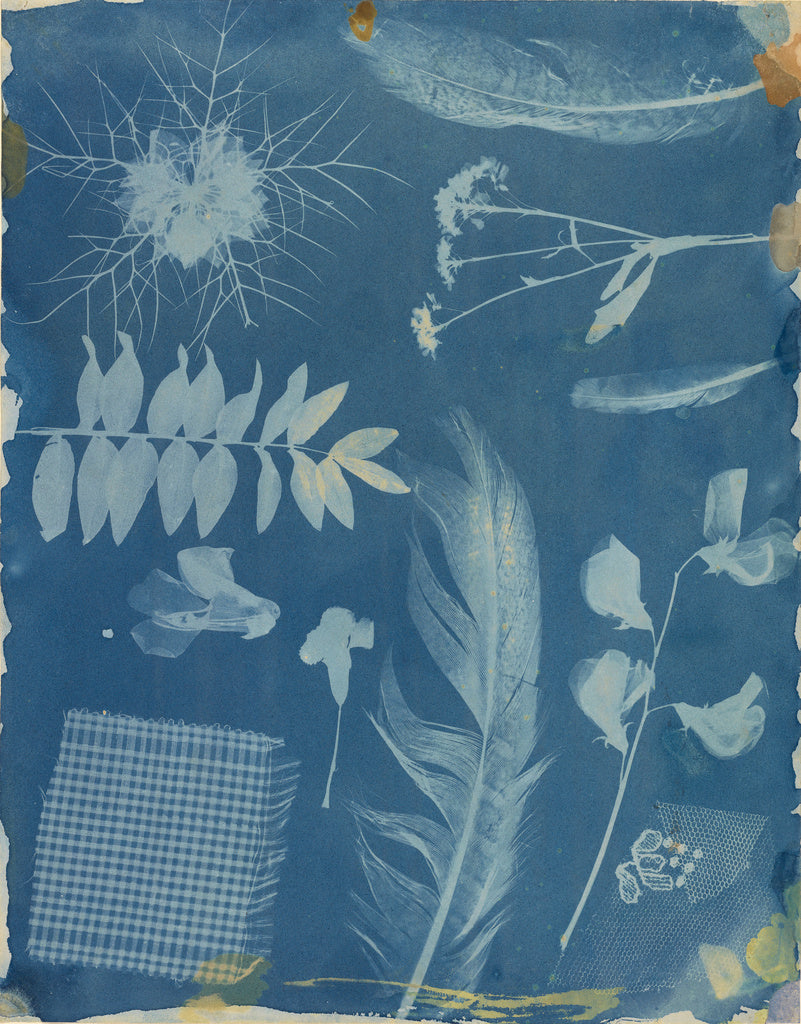 Hippolyte Bayard:[Arrangement of Specimens], Poster Print Wall Art