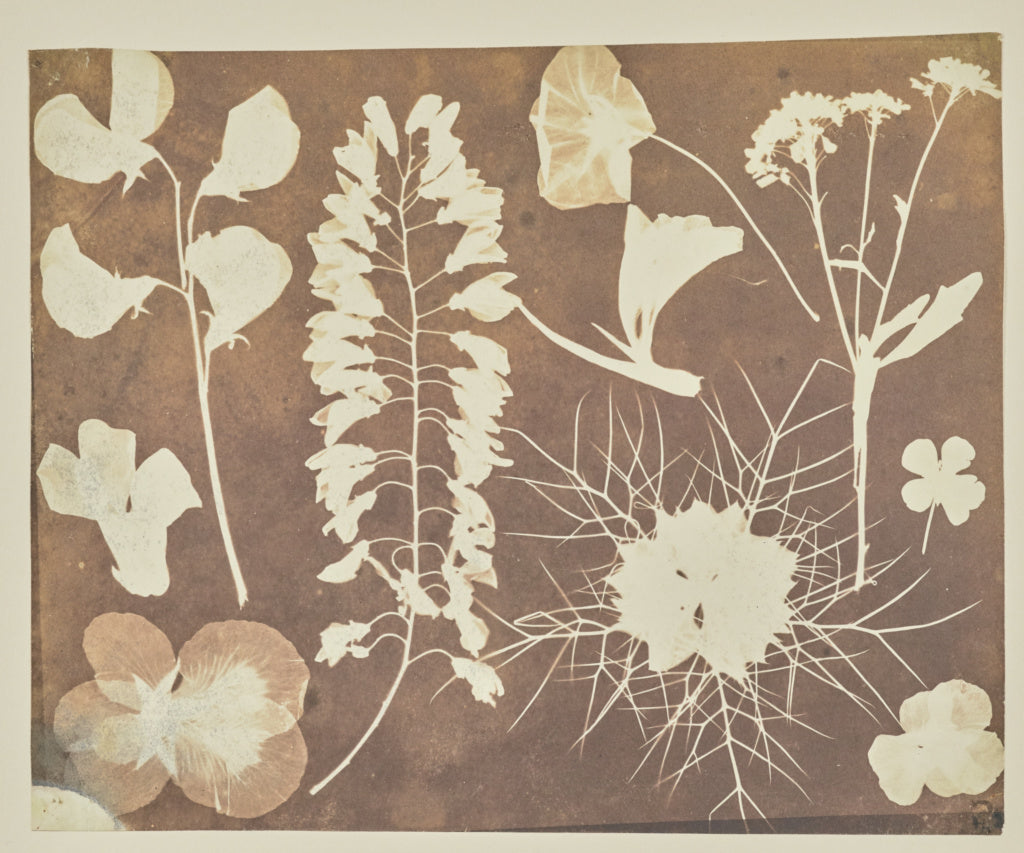 Hippolyte Bayard:[Arrangement of Flowers],16x12"(A3)Poster