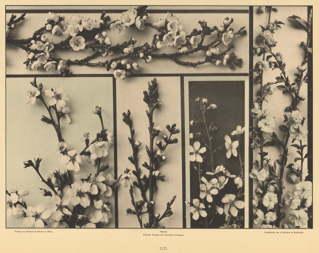 Gerlach & Schenk:[Plum Blossoms], Poster Print Wall Art