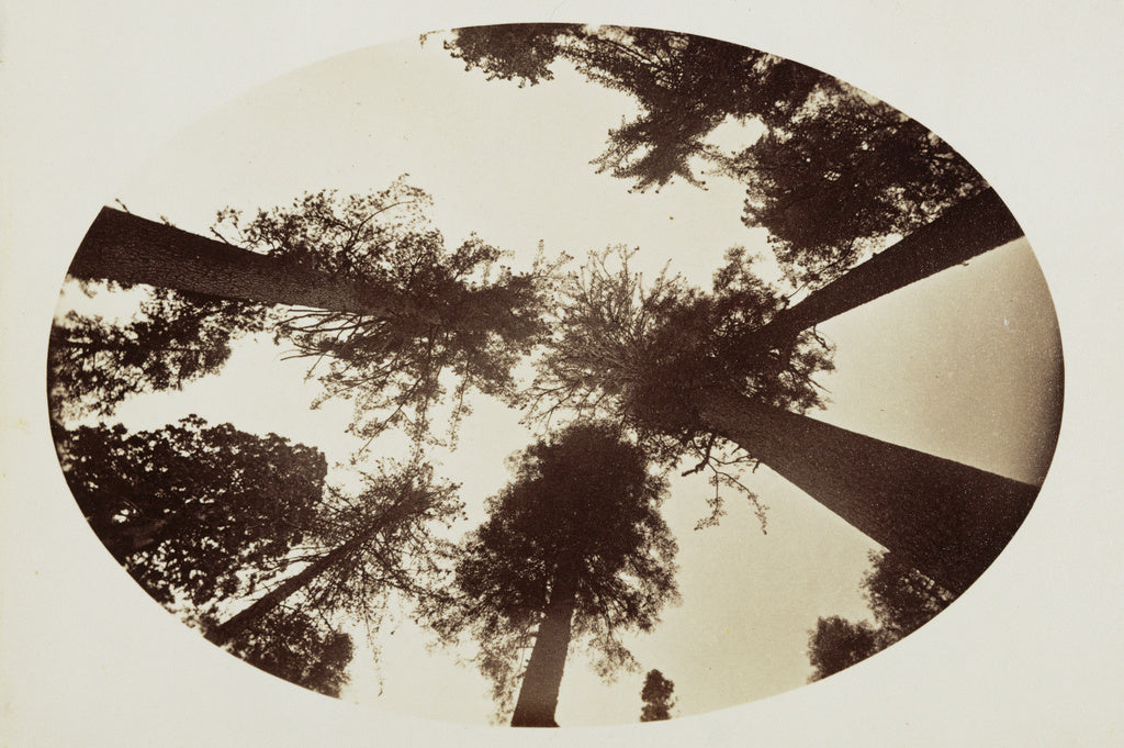 Carleton Watkins:[Among The Tree Tops Calaveras Grove], Poster Print Wall Art
