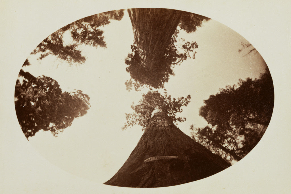 Carleton Watkins:Among the Treetops, Calaveras Grove, Poster Print Wall Art