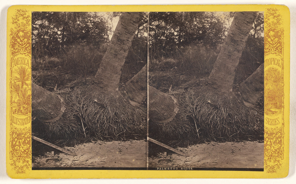 Unknown maker, American:Palmetto Roots. [Florida], Poster Print Wall Art