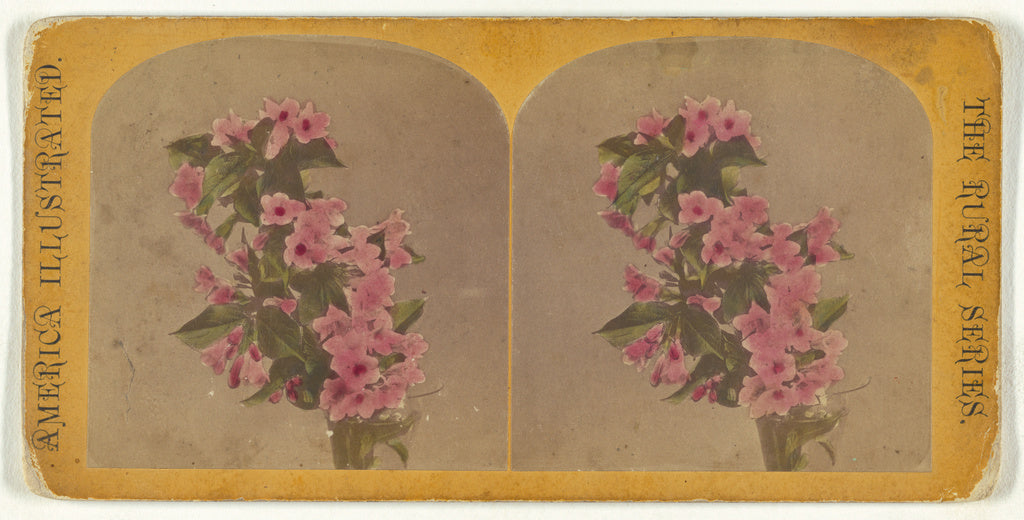 Unknown maker, American:[Flowers], Poster Print Wall Art