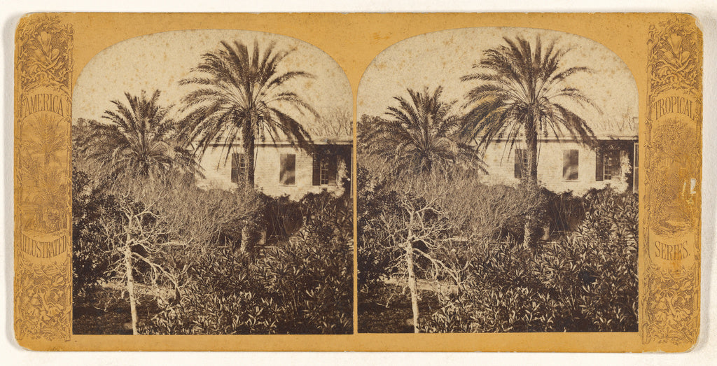 Unknown maker, American:Date Palm, St. Augustine, Fla.,16x12"(A3)Poster