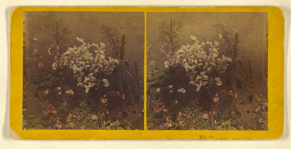 Benjamin West Kilburn:[Flowers], Poster Print Wall Art