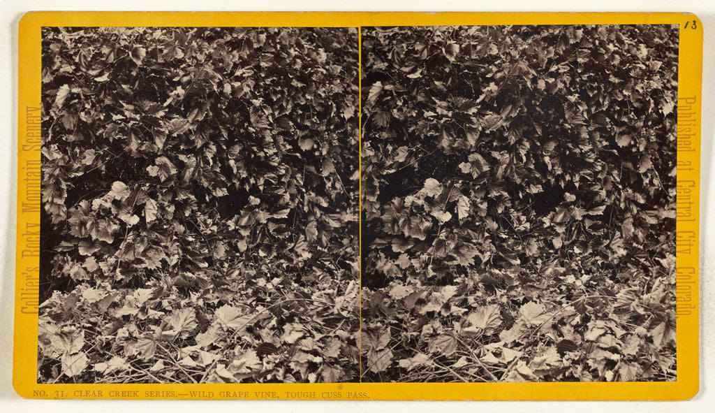 Joseph Collier:Wild Grape Vine, Tough Cuss Pass. [Clear Cree, Poster Print Wall Art