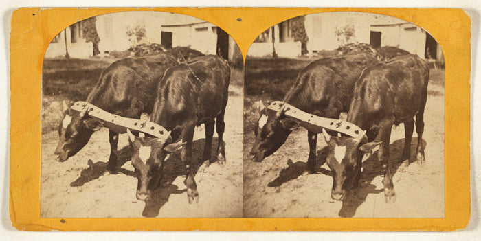Oliver H. Copeland:[Two cows in stocks, Epping or New Market,16x12