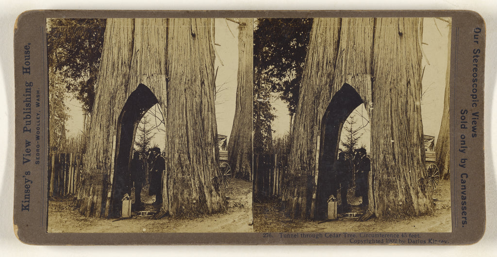 Darius Kinsey:Tunnel through Cedar Tree, Circumference 45 fe, Poster Print Wall Art