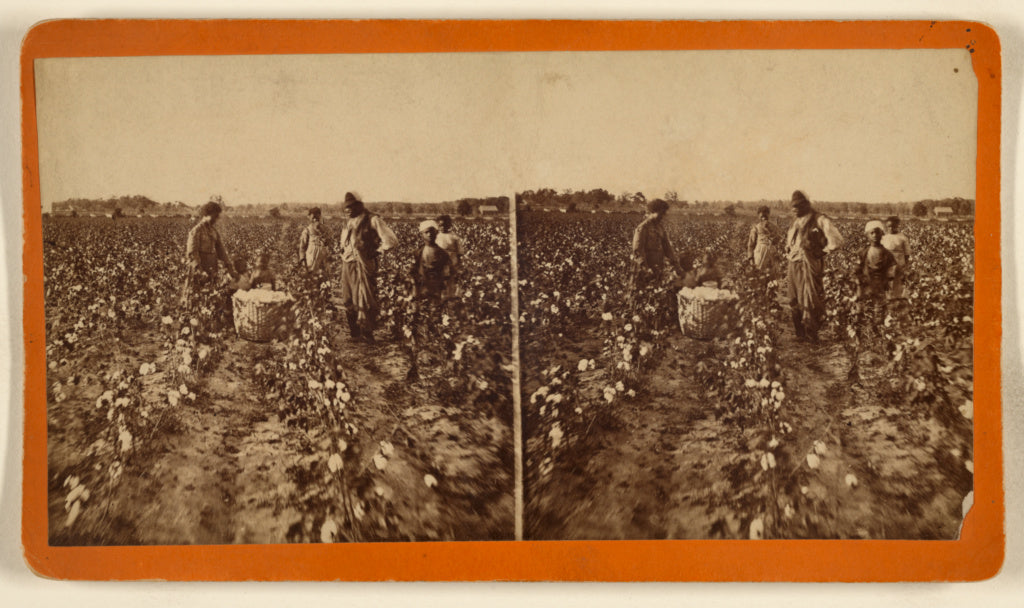 A.R. Launey & Rudolph H. Goebel:[Cotton Field], Poster Print Wall Art