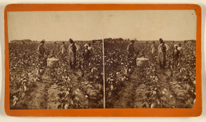 A.R. Launey & Rudolph H. Goebel:[Cotton Field],16x12