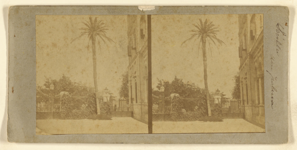 Luis Leon Masson:[Sevilla. Una palma.],16x12"(A3)Poster