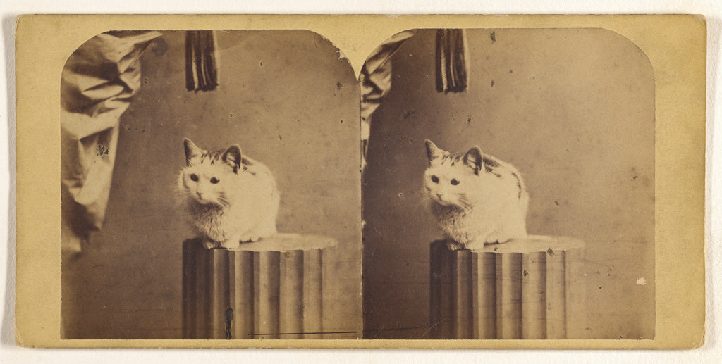 John P. SouleAttributed to:[Kitten on pedestal], Poster Print Wall Art