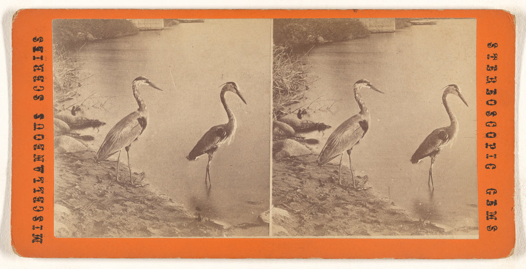 Unknown:[Blue Heron], Poster Print Wall Art